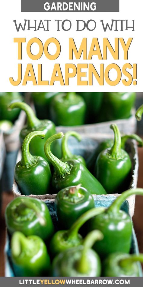 Was your jalapeno crop just a little too successful this year? If you've got a bumper crop from your vegetable garden, you might be wondering just what to do with jalapenos this year. We've got a list of great suggestions that will have your mouth watering, so your hard-won jalapenos won't go to waste. What To Do With Garden Jalapenos, Things To Do With Jalapeno Peppers, Dried Jalapeno Recipes, Garden Jalepeno Recipes, How To Preserve Jalapenos, Preserve Jalapeno Peppers, What To Do With Jalapeno Peppers, What To Do With Extra Jalapenos, Recipes For Jalapenos