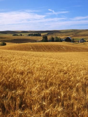 size: 24x18in Photographic Print: Poster of Wheat fields, Whitman County by Charles Gurche : Artists