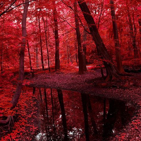 Poppy Casteel, From Blood And Ash, Red Trees, Blood And Ash, Red Forest, Pretty Landscapes, Red Tree, Autumn Scenery, Red Wallpaper