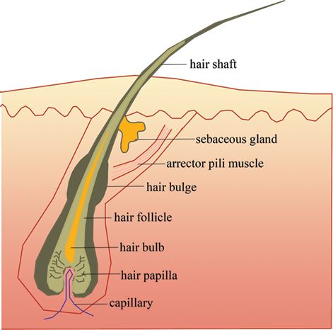 Hair shaft and follicle diagram Anatomi Dan Fisiologi, Beauty School Cosmetology, Upper Lip Hair, Hair Science, Hairdressing Training, Hair Academy, Cosmetology Student, Hair School, Body Hair Removal