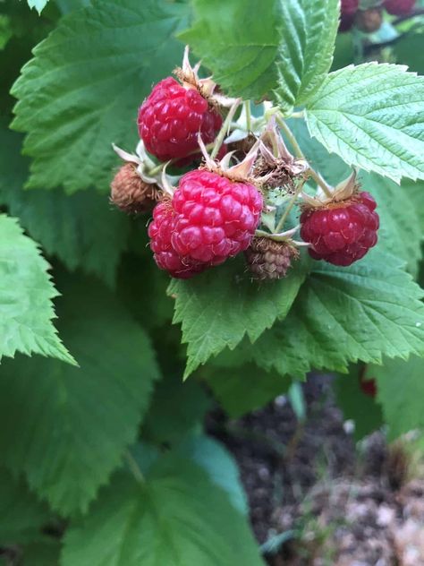 Transplanting raspberries is an easy way to grow more fruit! Ask a friend for a few suckers and grow your own raspberries at home! Raspberry Canes, Garden Tricks, Raspberry Bush, Growing Raspberries, Raspberry Plants, Root Growth, Soil Improvement, Organic Matter, Seed Starting