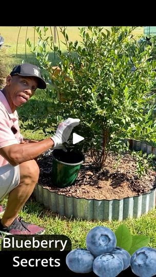 Berry Garden Layout, Planting Blueberry Bushes, Blueberry Tree, Tree Orchard, Blueberry Gardening, Blueberry Bush, Texas Garden, Growing Blueberries, Berry Garden