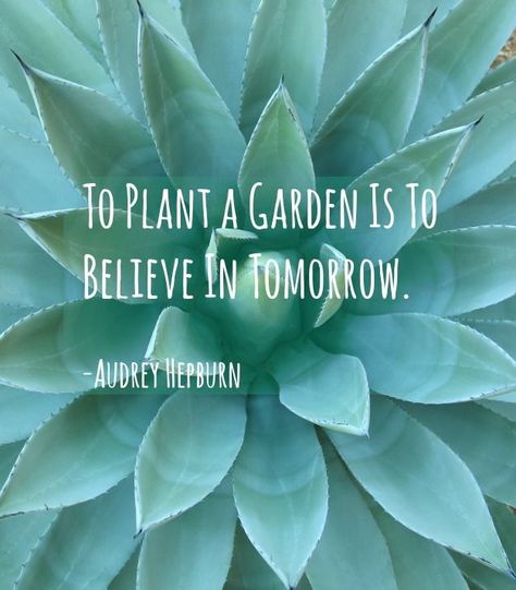 To Plant A Garden Is To Believe Quote, To Plant A Garden Is To Believe, Whimsical Quotes, Gardening Memes, Citation Nature, Plant Quotes, Funny Vine, Quotes Writing, Gardening Quotes