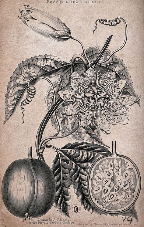 Passion fruit (Passiflora edulis): flowering stem, fruit and floral segments. Engraving with etching, c. 1828, after J. Hart. | free image by rawpixel.com Passionfruit Flower Drawing, Passion Fruit Tattoo Flower, Passion Flower Tattoo Design, Passion Fruit Flowers, Passionfruit Flower Tattoo, Passion Fruit Art, Passion Fruit Flower Tattoo, Passionfruit Drawing, Passionfruit Tattoo