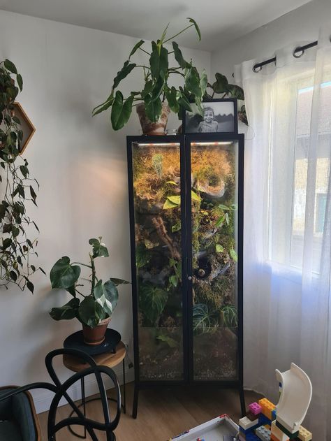 Stick Insect Terrarium, Terrarium Room Ideas, Glass Cabinet Terrarium, Plant Enclosure, Vertical Terrarium, Cabinet Terrarium, Terrarium Cabinet, Tree Frog Terrarium, Greenhouse Cabinet