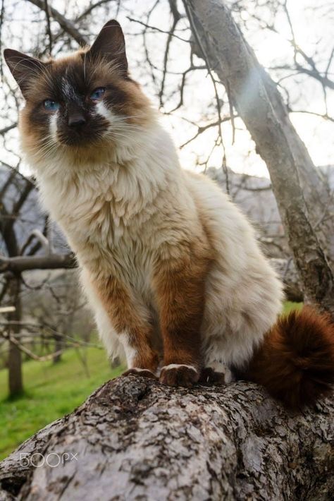 Cat With Unique Markings, Cat Reference Photo, Interesting Cats, Cat References, Beautiful Cats Pictures, Flipagram Instagram, Warrior Cat Oc, Cat Oc, Cat Reference