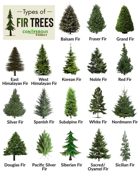 Fir Tree Facts, Types, Identification, Diseases, Pictures Types Of Evergreen Trees, Types Of Pine Trees, Grand Fir, Leaf Identification, Outdoor Pallet, Tree Identification, Socotra, Fir Trees, Plant Identification