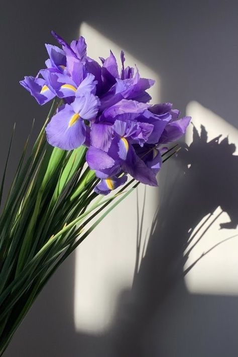 Iris Astethic, Iris Flowers Aesthetic Wallpaper, Purple Lillies Aesthetic, Aesthetic Iris Flower, Blue Iris Flowers Aesthetic, Purple Iris Aesthetic, Bouquet Of Irises, Iris Purple Aesthetic, Iris Wallpaper Aesthetic