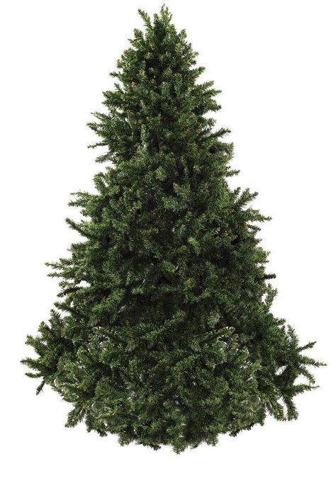 Undecorated tree Undecorated Christmas Tree, Christmas Tree Images, Fake Trees, Real Christmas, Real Christmas Tree, Fresh Christmas Trees, Tree Images, Christmas 2024, Yule