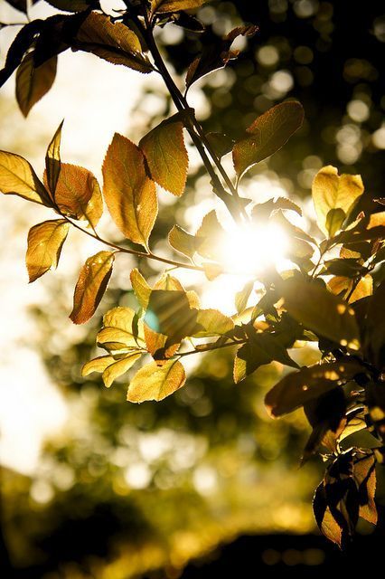 Matka Natura, Foto Gif, Shotting Photo, Sun Sets, المملكة العربية السعودية, Morning Light, Fotografi Potret, Fall Leaves, Image Hd