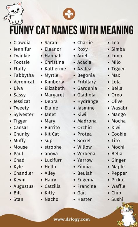 Funny Cat Names Funny Name Generator, Boy Cat Names, Cute Animal Names, Cat Friendly Plants, Turtle Names, Funny Cat Names, Hamster Names, Cute Cat Names, Rabbit Names