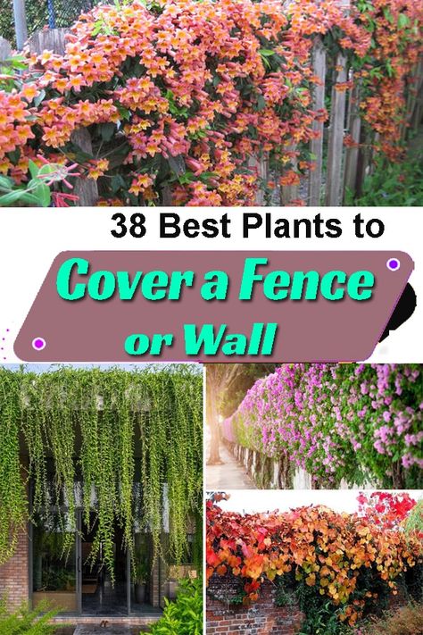 Privacy Vines For Fence, Fences With Plants, Curtain Plants Outdoor, Vining Plants For Privacy, Flower Fence Ideas, Plants For Window Privacy, Privacy Fence Plant Ideas, Plants That Cover Fences, Fence With Flowers