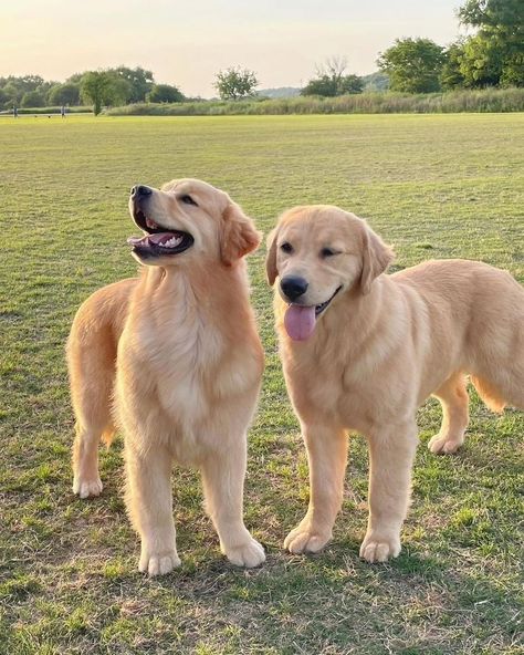 Cute Golden 🥰🥰 Follow us : @golden_retriever_75621 Credit : Respective Owner Please Dm for credit or remove . . . . . . . . . . . #retriever #goldensofinstagram #goldenretrieverpuppy #goldenretrievers #goldens #goldenpuppy #gloriousgoldens #goldenretrieverlove #doglovers Cute Dogs Big, Two Golden Retrievers, 2 Labradors, 2 Golden Retrievers, Golden Retrievers Puppies, White Golden Retriever Puppy, Cute Big Dogs, Golden Retriever Colors, Golden Labrador Puppies