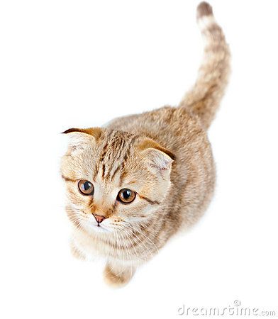 Cat Top View, Scottish Fold Kitten, Scottish Fold Kittens, Cat References, Cat Reference, Tabby Kitten, Cat Top, Scottish Fold, Cat Photography