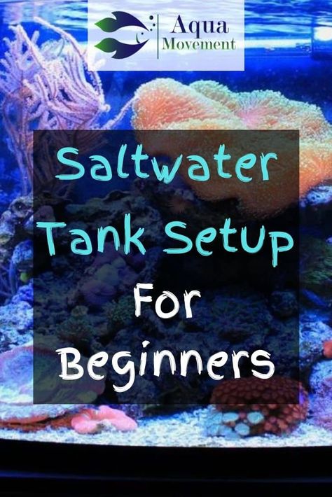 Saltwater aquariums are the perfect way to bring the ocean home with you. So read on and learn how to get the best saltwater tank setup for beginners! Small Salt Water Aquarium, Salt Water Tank Beginner, Small Saltwater Aquarium, Salt Water Tank Ideas, Salt Water Aquarium Ideas, Small Saltwater Tank, Saltwater Tank Setup, Saltwater Aquarium Beginner, Seahorse Aquarium