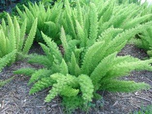 Asparagus densiflorus ‘Myers Fern’ Evergreen: Yes Flower Color: White Bloomtime: Spring Synonyms: [Protasparagus densiflorus 'Myersi'] Height: 1-2 feet Width: 1-2 feet Exposure: Sun or Shade Deer Tolerant: Yes Foxtail Plant, Plant Asparagus, Asparagus Garden, Garden Ferns, Foxtail Fern, Fern Garden, Ground Covers, Asparagus Fern, Garden Inspo