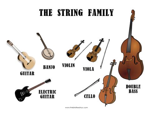 The String family: when playing an instrument in the string family, one can use his or her fingers to strum the string or draw a bow across the strings to make them vibrate. The vibrations are pretty quiet, so a a hollow part of the instruments body amplifies the sound. the Head of the instruments is where one end of the string is attached. Using knobs, you can tune your instrument to play different frequencies. Instrument Families, Woodwind Instrument, Learn Violin, Woodwind Instruments, Classical Conversations, Learn Music, Learn English Vocabulary, Music Activities, Percussion Instruments