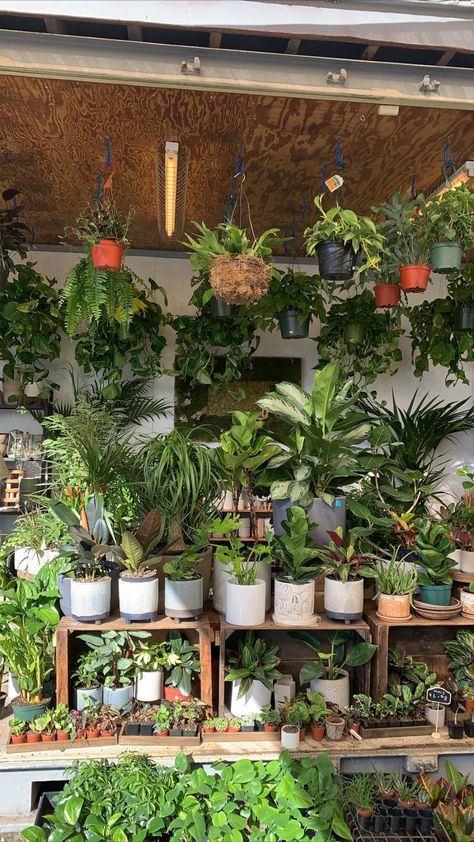 Plants Aethestic, Lots Of Plants, Plant Inspiration, Plant Store Aesthetic, Balcony Ideas Apartment Outdoor, Tiny Container House, Plant Goals, Plant Decor Indoor, Plant Aesthetic