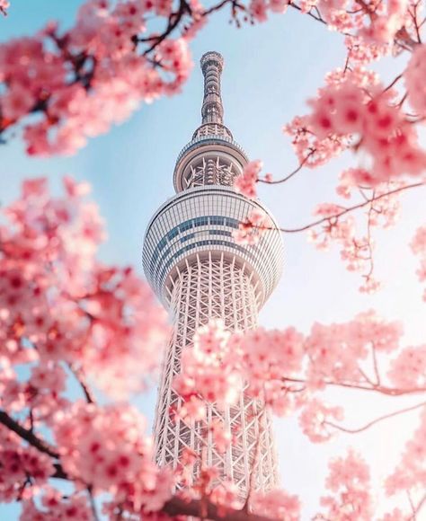 Explore Japan on Instagram: “Tokyo skytree 🌺. • READ ABOUT LOCATIONS IN JAPAN ON OUR BLOG @tankensurujapan  📸: @yako_flpr3 MESSAGE FOR PROMOTIONS AND SHOUTOUTS! We…” Frühling Wallpaper, Namsan Tower, South Korea Photography, Seoul Korea Travel, Korea Wallpaper, Tokyo Skytree, Tokyo Tower, Japan Aesthetic, Aesthetic Japan