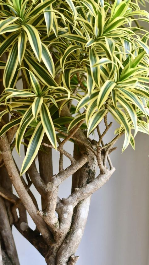 Dracena Reflexa, Dracena Plant, Dracaena Reflexa, Dracaena Plant, Plant Varieties, Root System, Drought Tolerant Plants, Ornamental Plants, Drought Tolerant