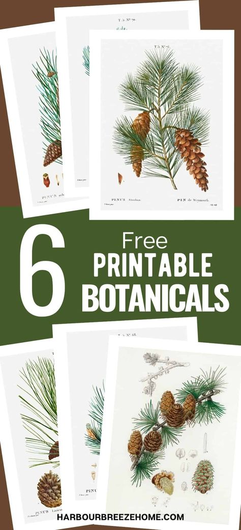 Create your own gallery wall with this set of 6 free vintage botanical prints of pine cones - perfect for Winter or Christmas! Free Printable Winter Botanical Wall Art, Free Scandinavian Printables, Fall Botanical Prints Free, Printable Botanical Prints Free, Decorating For Winter Not Christmas, Christmas Art Printables Free, Winter Wall Art Printable, Winter Printables Free Wall Art, Free Printable Winter Wall Art