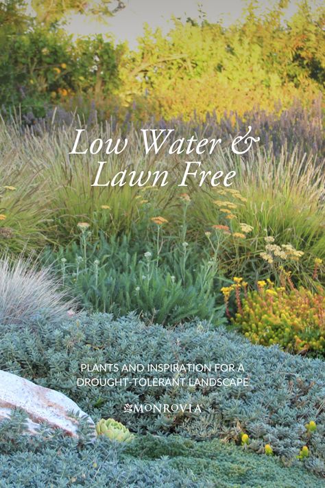 Drought Tolerant Landscape Front Yard, Ideas For Front Yard, Low Water Landscaping, Low Water Gardening, Lawn Alternatives, Drought Tolerant Garden, Waterwise Garden, Drought Tolerant Landscape, Meadow Garden