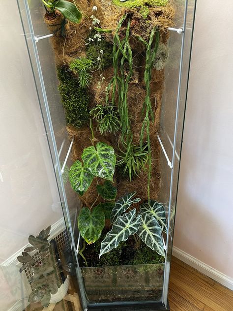 Wall terrarium