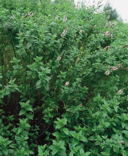 Spearmint | plant | Britannica Spearmint Plant, Herbal Tea Garden, Backyard Sanctuary, Mint Plants, Wildflower Garden, Pollinator Garden, Aromatic Herbs, Tea Garden, Plant Print