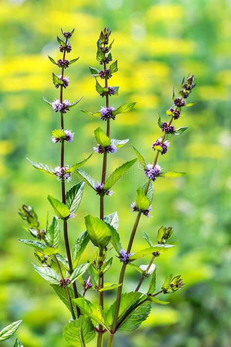 Wild Mint, Mint Plants, Illustration Artwork, Perennials, Photo Image, Period, Herbs, Mint, Stock Photos