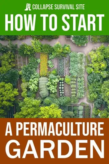 Want to start a permaculture garden? Learn the step-by-step process of creating an organic and sustainable garden that works with nature. Urban Survival, Permaculture, Nature, Permaculture Garden, Succession Planting, Vegetable Garden Planning, Permaculture Gardening, Permaculture Design, Natural Patterns