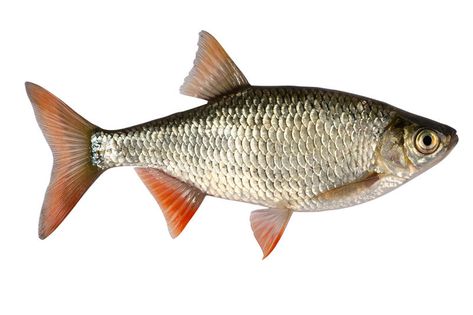 Grass Carp, Fish Fin, Spanish Mackerel, Sea Mammal, Fish Clipart, Cleaning Fish, Fish Stock, Fish Drawings, Fresh Fish