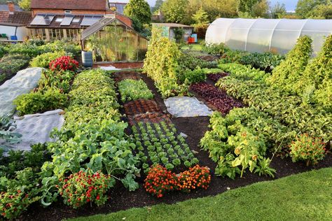 Everything you need to know about no dig gardening – 2020's biggest garden trend No Dig Garden Layout, Permaculture Vegetable Garden Layout, Market Garden Layout, Intercropping Vegetable Garden Layout, 4x8 Vegetable Garden Layout, Vegitabal Garden, Biointensive Gardening Plan, Indoor Watering Can, Garden Kneeler