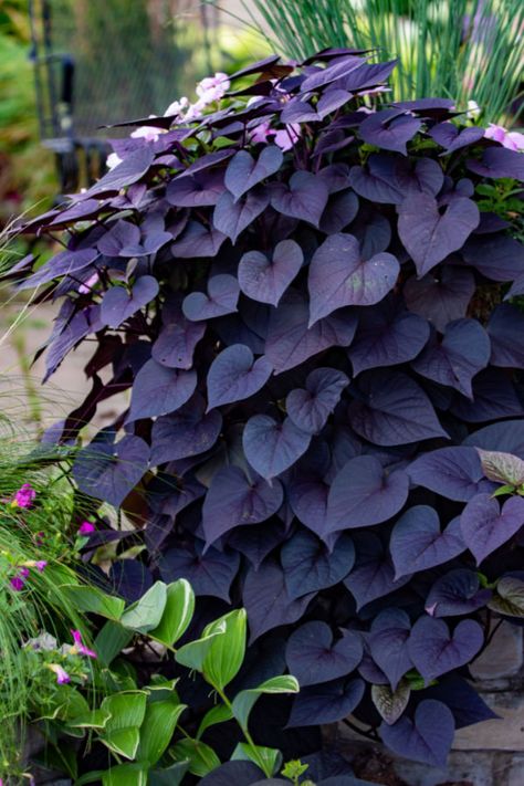 The Best Trailing Plants For Containers & Hanging Baskets! Potato Plant, Dreamy Backyard, Potted Plants Patio, Witchy Garden, Hanging Plants Outdoor, Florida Landscape, Garden 2023, Sweet Potato Vine, Goth Garden