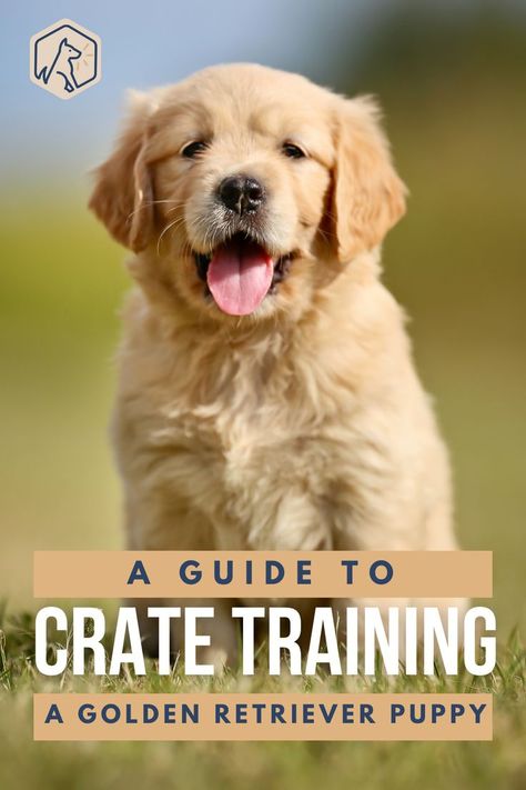 How To Take Care Of Golden Retriever, Potty Training Golden Retriever, Preparing For Golden Retriever Puppy, Getting A Golden Retriever Puppy, Golden Retriever Training Tips, How To Train A Golden Retriever Puppy, Golden Retriever Essentials, Training Golden Retriever Puppy, Golden Retriever Must Haves