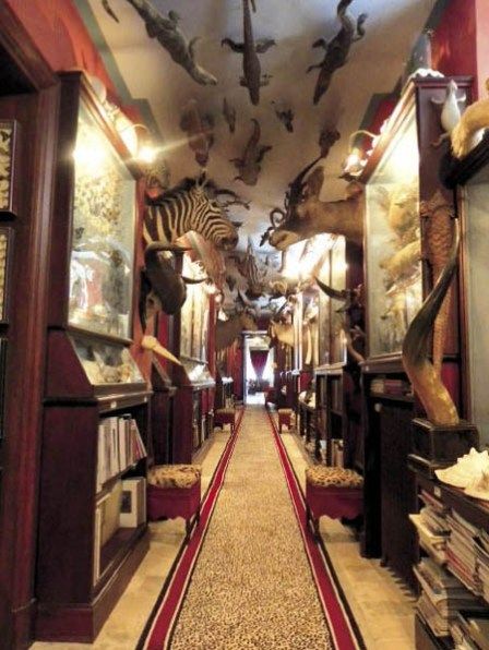 Museum Of Curiosity, Cabinet Of Curiosity, My French Country Home, Trophy Rooms, Cabinet Of Curiosities, French Cottage, French Chateau, French Country House, Alam Yang Indah