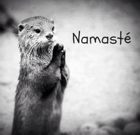 AWWWWW! CUTEST. THING. EVER. Arte Yoga, Yoga Studio Design, Online Yoga Classes, Sup Yoga, Yoga Times, Pose Yoga, Online Yoga, Yoga Quotes, Yoga Training