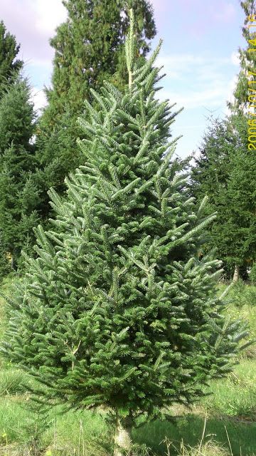 Real Xmas Trees, Christmas Tree Varieties, Fraser Fir Christmas Tree, Best Artificial Christmas Trees, Fresh Cut Christmas Trees, Realistic Artificial Christmas Trees, Christmas Tree Lots, Fake Christmas Trees, Live Christmas Trees