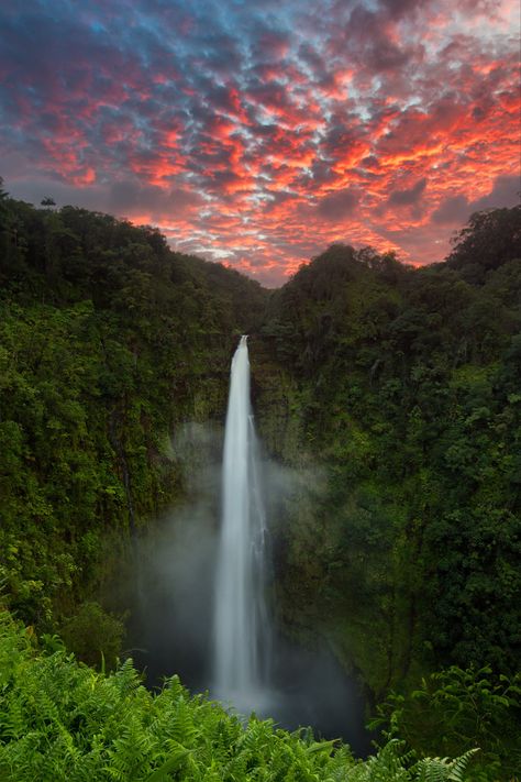 Akaka Falls is a waterfall that stands 422 feet tall, located on the east side of the Big Island. In this image, I captured the most amazing sunset I have ever seen at this location. On a random Sunday, I went there to take a few photos and relax by the waterfall, as I often do. It was a cloudy day, so when the sun went down, the sky went gray, which led me to believe that my time shooting photos was over. I packed up my camera and started looking in the bushes for Jackson Chameleons. I turned b Akaka Falls, Hawaii Waterfalls, Sky Go, Hawaii Photography, Nature Colors, Rainbow Falls, Hawaii Luau, Big Island Hawaii, Photography Prints