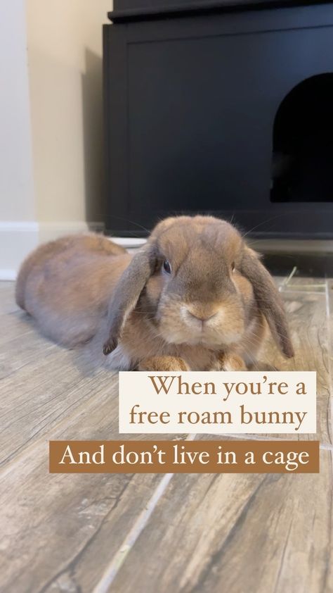 Free Roam Bunny, Bunny Care Tips, Aesthetic Bunny, Flemish Giant Rabbit, Sawyer Brown, Funny Bunny Videos, Giant Rabbit, Flemish Giant, Bunny Room