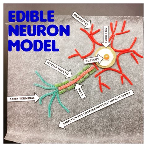 My students and I created these edible models to better visualize and identify the main parts of a neuron. Candy Neuron Model, Nervous System Projects, Cell Cake, Neuron Model, Moon Science, Science Cells, Human Body Activities, Cells Project, Ap Psychology