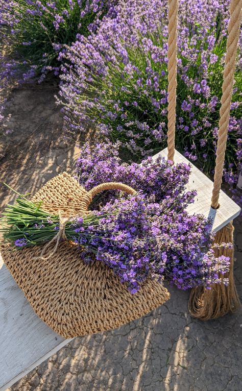 Lavender farm field violet flowers nature Lavendar Plant Aesthetic, Field Of Lavender Aesthetic, Lavender And Vanilla Aesthetic, Lavender Garden Aesthetic, Lavender Farm Aesthetic, Lavender Academia, Lavender Plant Aesthetic, Lavender Flowers Aesthetic, Lavender Aesthetic Flower