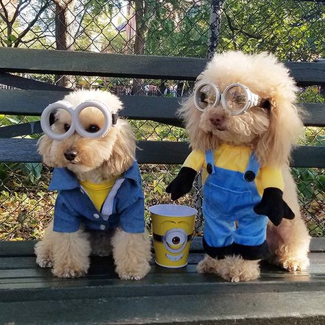 Dog Sibling Costumes, Dog Pair Costumes, Dog Costumes Matching Owner, Clever Dog Costumes, Cute Dogs In Costumes, Golden Doodle Costume Ideas, Two Dogs Halloween Costumes, Cute Dog And Human Halloween Costumes, Halloween Costumes For Goldendoodles