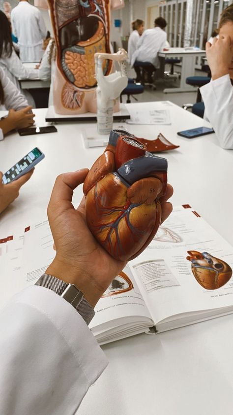 Anatomy Aesthetic, Heart Doctor, Aesthetic Heart, Medical School Life, Medical Pictures, Medicine Studies, Medical Student Motivation, Med School Motivation, Medical Wallpaper