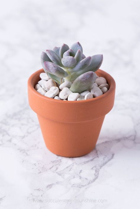 Succulent Aesthetic, Succulents Aesthetic, Mini Succulent Garden, Different Types Of Succulents, Succulent Containers, Types Of Succulents Plants, How To Water Succulents, Pot Diy, Baby Succulents