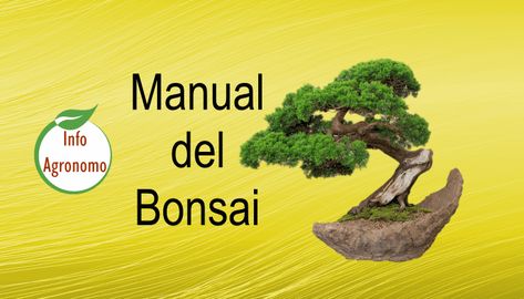 Bonsai: árboles en miniatura cultivados en bandejas, que reflejan la belleza y tienen todos los elementos de un árbol grande en su ambiente natural. Bonsai Fertilizer, Bonsai Kit, Bonsai Tree Care, Indoor Bonsai Tree, Plantas Bonsai, Mini Bonsai, Indoor Bonsai, Miniature Trees, Bonsai Garden