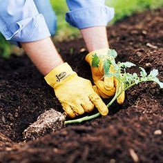 Tomato planting tips Plant Tomatoes, Watering Plants, Garden Hacks, Garden Veggies, Garden Help, Tortellini Soup, Tomato Garden, Root System, Growing Tomatoes