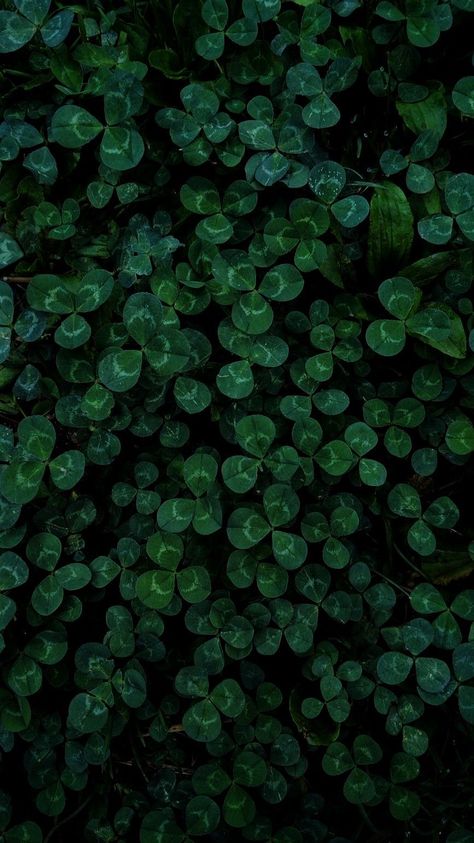 Celtic Aesthetic Wallpaper, Celtic Aesthetic, Dark Green Flowers, Clover Wallpaper, Dark Green Aesthetic, Green Theme, Leaf Wallpaper, Green Wallpaper, Nature Aesthetic