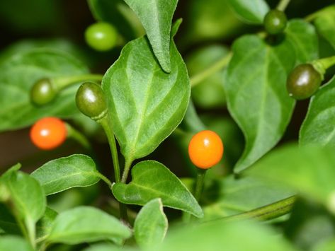 Uses For Chiltepin Peppers: How To Grow Chiltepin Chili Peppers Chili Pequin, Planting Rose Bushes, Growing Chili Peppers, Sensitive Plant, Dried Peppers, Capsicum Annuum, Overwintering, Pepper Plants, Planting Roses