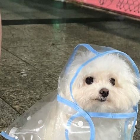 dadapropro on Instagram: "Rainy day☔️☔️  - - - cr:xifanmantoh/xhs #dog #puppy #raninyday #cutepet #petlovers" Cute White Puppies, Maltipoo Dog, Dog Icon, Cute Animals Puppies, Funny Animal Photos, White Puppies, Silly Dogs, Funny Animal Jokes, Dog Blog