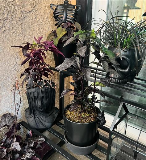 Spooky Plant Lady | My goth garden is making a comeback 🖤 #patiogarden #gothgarden #darkplants #gardening | Instagram Gothic House Plants, Goth Homestead, Dark Garden Aesthetic, Goth Plants, Spooky Plant, Gothic Gardens, Halloween Plants, Gothic Green, House Moodboard